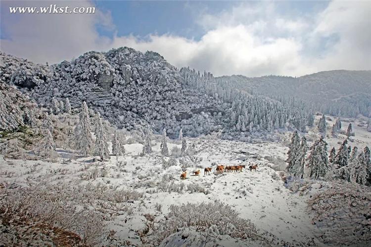 在雪中，馬兒體驗(yàn)著自由的存在和生命對(duì)抗中的質(zhì)感  仙女山