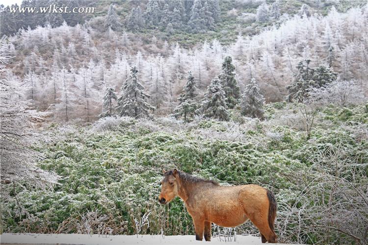 武隆仙女山：雪地奔馬 壯哉！美哉！