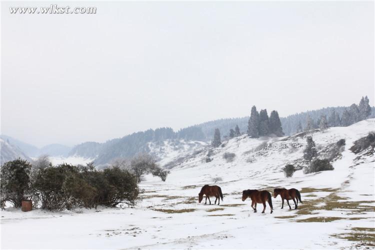 武隆仙女山：雪地奔馬 壯哉！美哉！