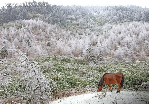 三八節武隆仙女山滑雪去 錯過又要等一年！