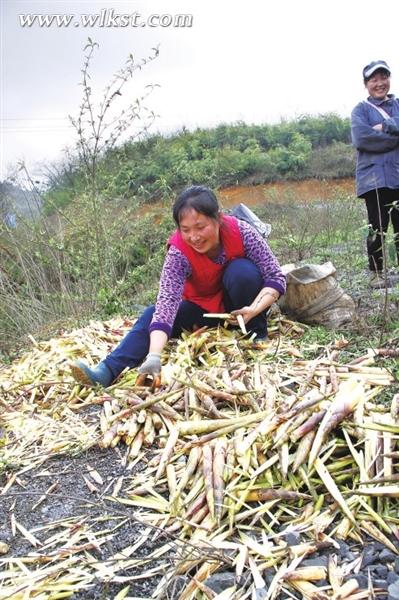圖為曾自瓊在剝筍子。