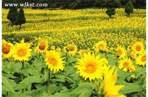 武隆仙女山打造葵花種植季 邀市民體驗“開心農場”