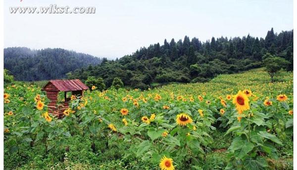 武隆仙女山打造葵花種植季 邀市民體驗“開心農場”
