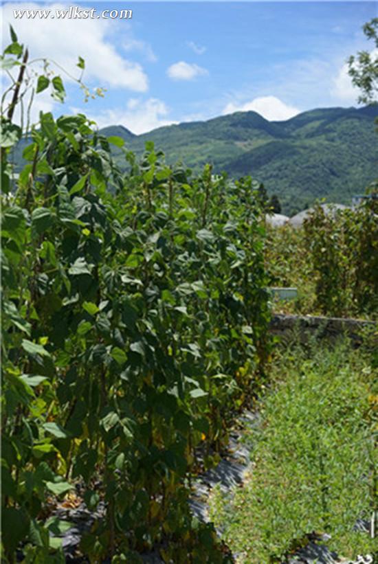 農(nóng)家的新鮮蔬菜。