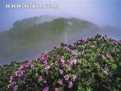 漫山杜鵑花開(kāi)